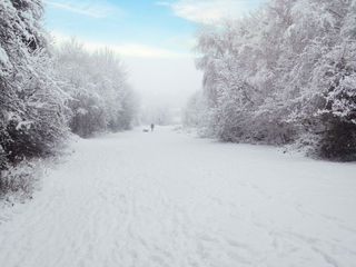 Snow-covered path flanked by frosted trees under a blue sky. A distant person walks with dogs. The scene is serene and wintery.