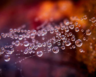 Close-up of dewdrops on a spider web against a soft, blurred backdrop of warm oranges and reds, creating a feeling of serenity and delicate beauty.