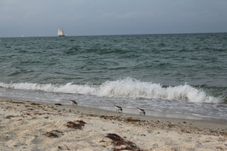 Three birds on the beach looking for food near ocean waves.