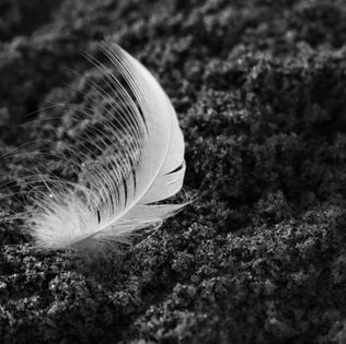 A delicate white feather rests gently atop a textured, sandy surface. The black and white tones convey a serene and peaceful atmosphere.