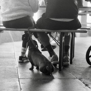 Dog on leash near people sitting, stroller. Black and white photo.
