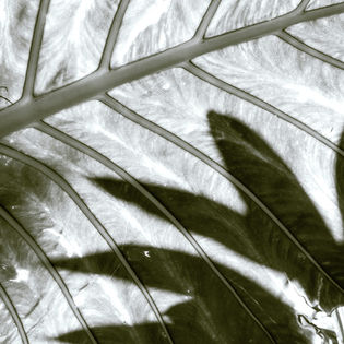 Close-up of a leaf with prominent veins, displaying shadows and light contrasts in black and white.