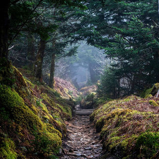 A misty forest path lined with vibrant green moss and rocky terrain, surrounded by dense trees.