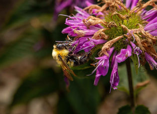 Close-up of a bee with yellow and black stripes perched on a vibrant purple flower. The scene conveys a sense of nature and pollination.