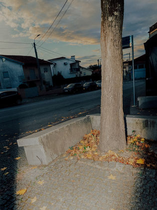 A tree is surrounded by fallen yellow and brown leaves on a paved sidewalk under a cloudy sky. Nearby are suburban houses and parked cars at dusk.