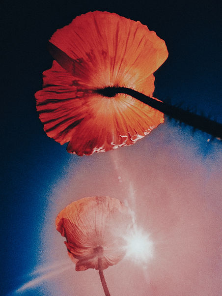 BURNING BLOOM — 2026 — £135.jpeg