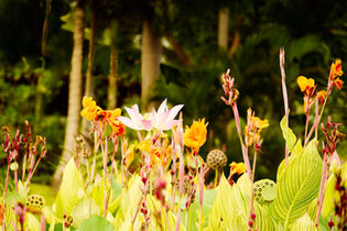 A vibrant garden scene with pink lotus flowers, bright orange blooms, and green leaves. Tall trees and lush foliage form a serene, tropical backdrop.