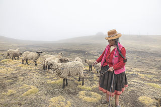 Woman herding sheep in field, wearing a hat and traditional clothing.