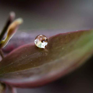 Close-up of a single raindrop resting on a smooth green leaf, with blurred background. Soft, natural tones create a tranquil, serene mood.