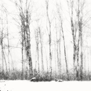 Black and white photo of leafless trees in a snowy forest. The thin branches create a textured, ghostly atmosphere, conveying a serene winter mood.