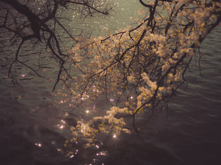 A soft-focus image of delicate tree branches covered in pale blossoms extending over gently rippling water.
