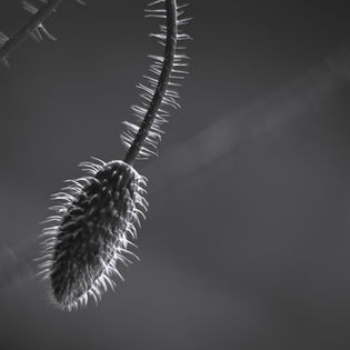 Close-up of a fuzzy, spiky plant bud in monochrome. The blurred background adds depth, creating an ethereal and serene mood.