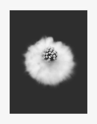 Blurred black and white close-up of a flower, with a sharp focus on its central cluster of small blooms. The soft background creates a serene, dreamy effect.