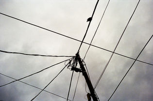 Bird on power lines against a cloudy sky.