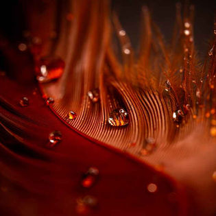 Close-up of a vibrant red feather with water droplets scattered on its fine strands, creating a rich texture and a warm, serene mood.