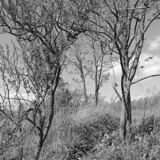 Black and white trees stand tall in a field with dry grass.