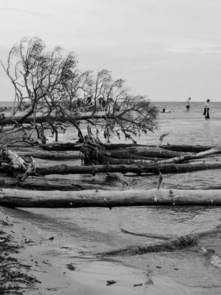 Black and white photo of fallen trees on beach with people in distance.