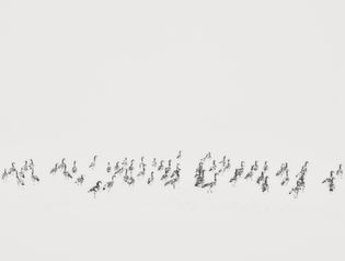 High-contrast black and white image of a herd of wildebeests migrating across a stark white landscape, conveying motion and unity.