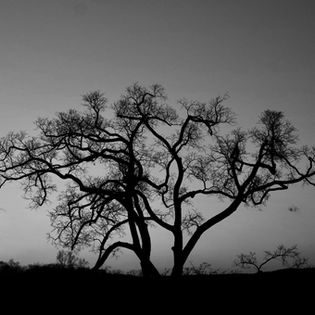 Silhouette of a bare tree with sprawling branches against a dusky sky. Minimal clouds and distant treetops create a serene and contemplative mood.