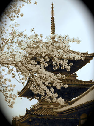 Sepia-toned image featuring the tiered roof and spire of a Japanese pagoda partially obscured by branches heavy with white cherry blossoms.