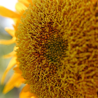 Close-up of a sunflower's centre showing intricate yellow patterns and textures, surrounded by vibrant orange petals, conveying warmth and energy.