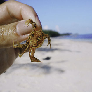 A hand delicately holds a small crab against a backdrop of a sunny beach with soft sand and a bright blue ocean, conveying a sense of tranquility and nature.