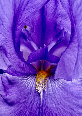 Close-up of a vibrant purple iris flower, highlighting its intricate petals and a bright yellow stamen. The image conveys a sense of natural elegance.