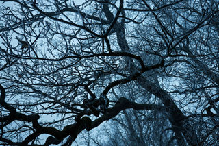 Bare tree branches against a cloudy sky, winter season background.