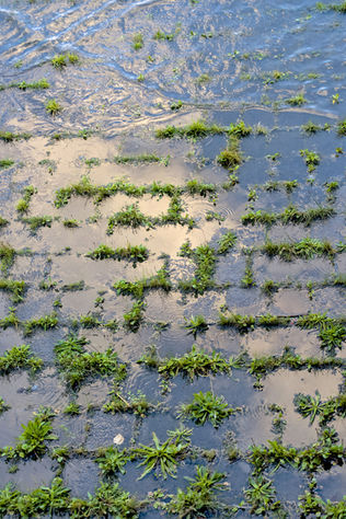 Green plants growing through a dark, patterned surface; close up shot.