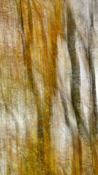 Abstract image featuring vertical stripes of golden yellow and muted gray, resembling blurred tree trunks. The scene evokes a dreamy, autumnal atmosphere.