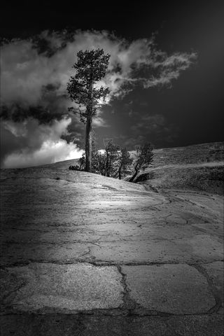 Monochrome tree on rocky terrain under cloudy sky, natural landscape scene.