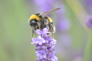 A close-up of a bumblebee on a purple lavender flower, with soft focus on a green and purple background, conveying a serene and natural tone.