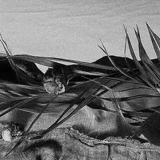 A black and white textured image depicting dry palm fronds and burlap, evoking a rustic and natural feel, with contrasting light and shadow.