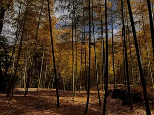 Golden autumn leaves adorn tall bamboo trees in a serene forest. The sun filters through, creating a warm, peaceful atmosphere.