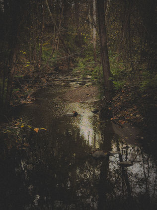 A serene forest scene with a narrow creek reflecting dim light, surrounded by dense trees and sparse autumn leaves, creating a tranquil, moody atmosphere.