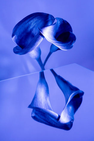 Two elegant calla lilies in deep blue tones are reflected on a smooth surface, creating a serene, symmetrical composition with a calming ambiance. 