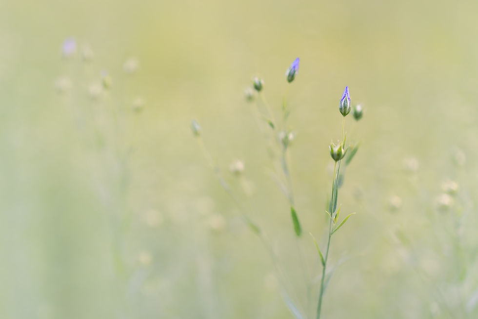 Fields of Silence-min.jpg