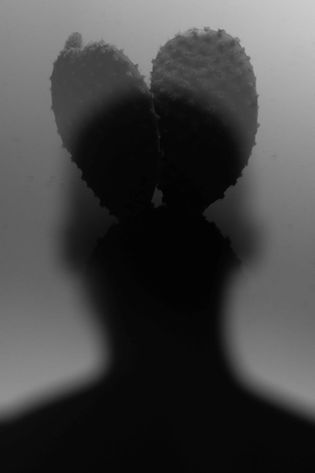 Black and white cactus with shadow, abstract, studio shot.