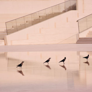 Four birds stand on a glossy surface, casting reflections. Behind them are modern, beige stone steps with glass railings, creating a serene ambiance.