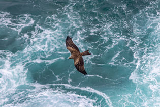 Brown bird soaring above the turquoise ocean water in flight.