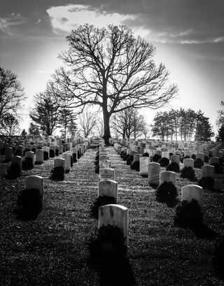 A black and white image of a serene cemetery, lined with headstones, crowned by a solitary leafless tree against a cloudy sky.