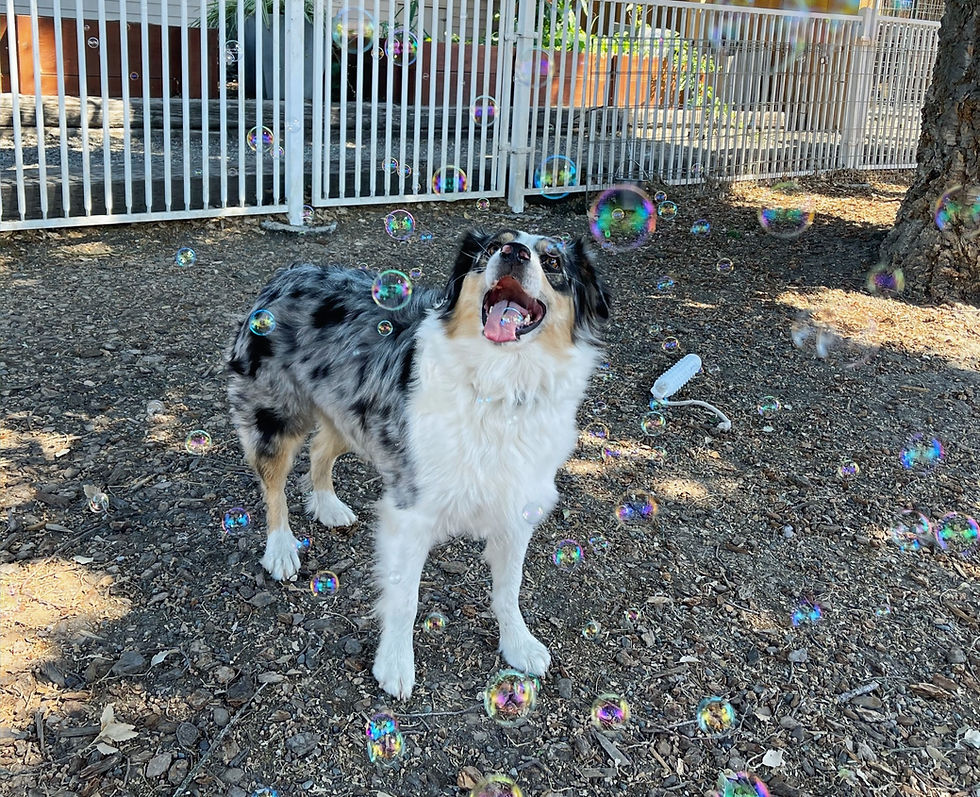 Bubble Chompin