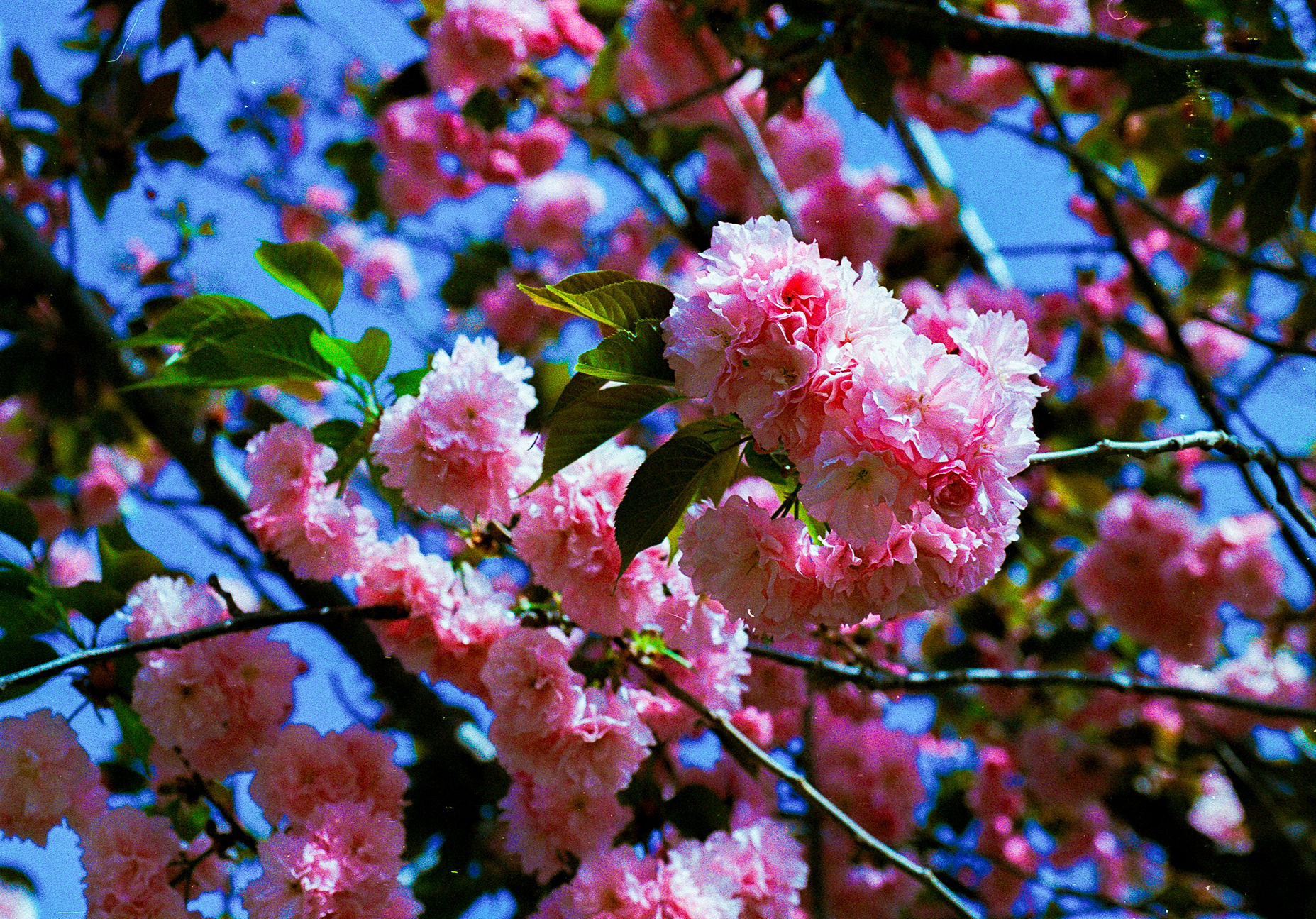 Spring Flowers