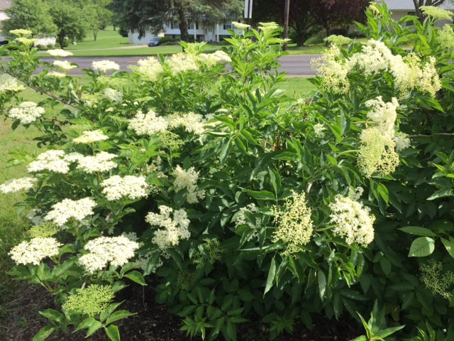 Elderberry
