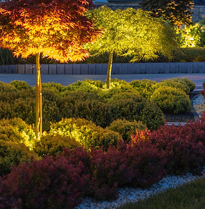 Colorful trees and lush shrubs are beautifully lit at night, showcasing a vibrant landscap