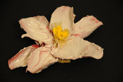 Flor de Loto