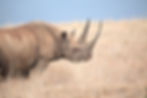Black Rhino, Kenya