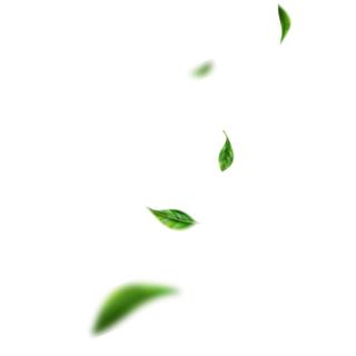 Fresh Market News Letter (2).png
