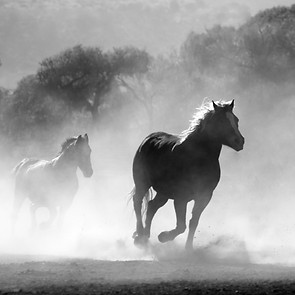 HORSE.jpg