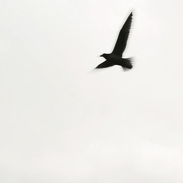 bird_edited.jpg
